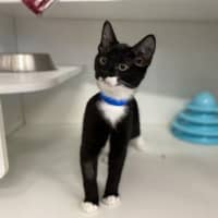 Photo of 8 Ball
