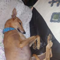 Photo of Sean, The Greyhound