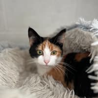 Photo of Stella