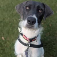 Photo of Stella