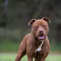Photo of Mocha