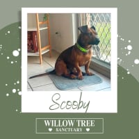Photo of Scooby