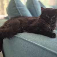 Photo of Lady