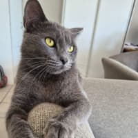 Photo of Ophelia
