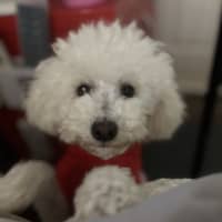 Photo of Puff