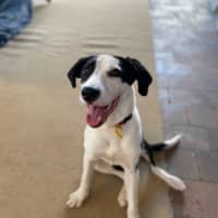 Photo of Gypsy