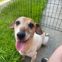 Photo of Dot (& Dash)