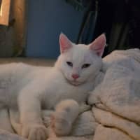 Photo of Pippi