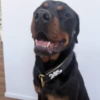 Photo of Murphy