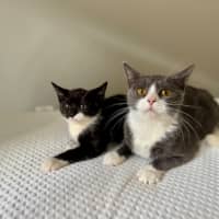 Photo of Meowth
