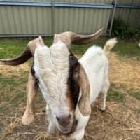 Photo of Rambo
