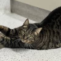 Photo of Tigreca