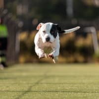 Photo of Bunny Imp 1551