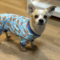 Photo of Jax