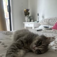 Photo of Pippy