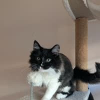 Photo of Silverfox