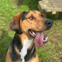 Photo of Boxer
