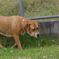 Photo of Honey