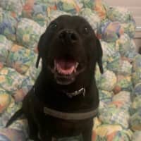 Photo of Bailey