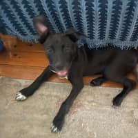 Photo of Socks   3 Month Old Bull Arab X Kelpie