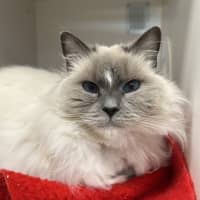 Photo of Lulu