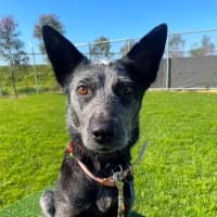 Photo of Snow (In Foster Care)
