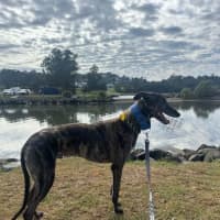 Photo of Dexter, The Brindle Greyhound