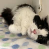Photo of Willow