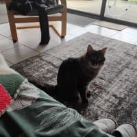 Photo of Kittykat