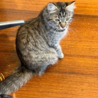 Photo of Madam Plum 