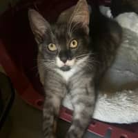 Photo of Mittens, Socks,  Oreo, Felix 