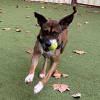 Photo of Moose