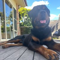 Photo of Murphy