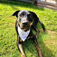 Photo of Scarlet *$350 Adoption Fee*