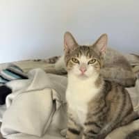 Photo of Marmalade