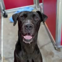 Photo of Cane
