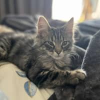 Photo of Spade   In Foster Care In Greensborough