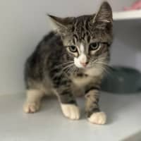 Photo of Denzel (9969)