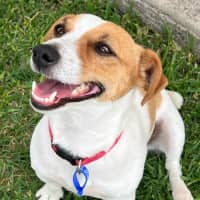 Photo of Chilli   3 Year Old Jack Russell Terrier