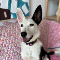 Photo of Gemma   9 Month Old Border Collie X
