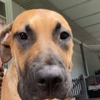 Photo of Ellie   6 Month Old Great Dane X Ridgeback