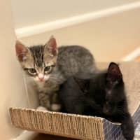 Photo of Ziggy And Mars