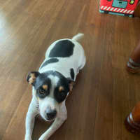 Photo of Biscuit