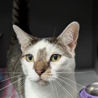 Photo of Sir Mittens