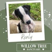 Photo of Renly