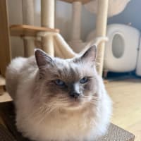 Photo of Tofu