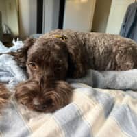 Photo of Remy