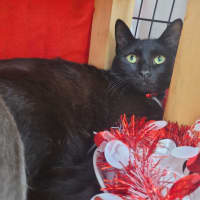 Photo of Kleo