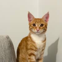 Photo of Jaffa