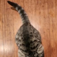 Photo of Cornelius   In Foster Care In Templestowe